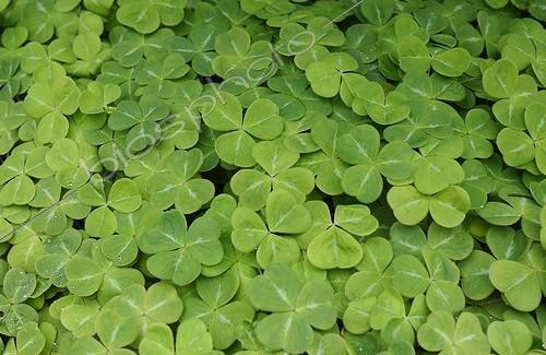 Biosphoto | 447004 | Oxalis | &copy; DIGIT images / Biosphoto