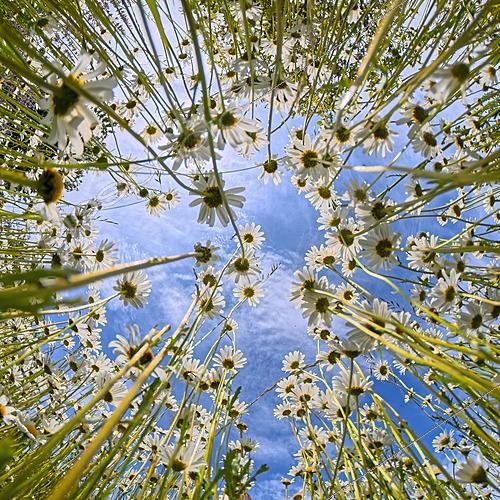 Biosphoto | 2628456 | Oxeye daisy (Leucanthemum vulgare) with blue sky, England | &copy; Frédéric Desmette / Biosphoto