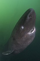 Biosphoto | 2453349 | Pacific Sleeper Shark, Somniosus pacificus. A close relative of the Greenland Shark. Prince William Sound, Alaska, North Pacific. | &copy; Andy Murch / Biosphoto