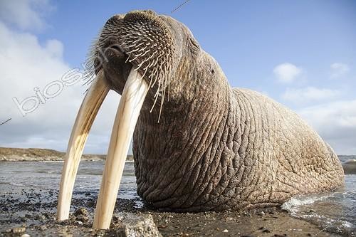 Biosphoto | 2047725 | Pacific Walrus on shore - Chukotka Russia | &copy; Mike Korostelev / Biosphoto