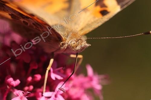 Biosphoto | 919175 | Painted-lady migrating foraging flowers Valerian France | &copy; André Pascal / Biosphoto