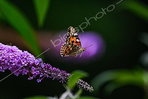 Biosphoto | 2629055 | Painted lady (Vanessa cardui) in flight and Buddleia flower in a garden, Bouxières-aux-Dames, Lorraine, France. | &copy; Stéphane Vitzthum / Biosphoto