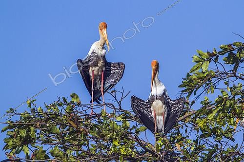 Biosphoto | 2103120 | Painted Storks (Mycteria leucocephala) on a tree, Arugam bay lagoon, Pottuvil nature reserve, Sri Lanka | &copy; Patrice Correia / Biosphoto