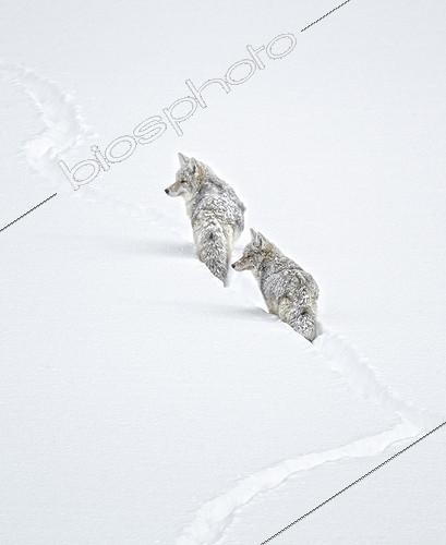 Biosphoto | 1290947 | Pair of Coyotes following a trail in the snow Yellowstone NP | &copy; Ignacio Yufera / Biosphoto