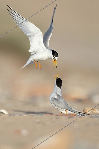 Biosphoto | 2627952 | Pair of Little Terns (Sternula albifrons) interacting on a sandy beach during the breeding season, El Puerto de Santa María, Cadiz, Spain | &copy; Pablo Barrena / Biosphoto