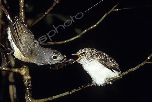 Biosphoto | 613489 | Pair of Red-Tailed Vangas Madagascar | &copy; Dominique Halleux / Biosphoto