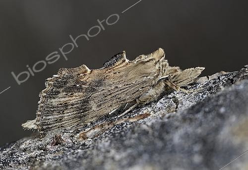 Biosphoto | 2490758 | Pale Prominent (Pterostoma palpinum) Mimetic imago at daytime rest on a piece of wood, Côtes-d'Armor, Brittany, France | &copy; Dominique Halleux / Biosphoto