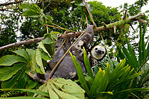 Biosphoto | 2626486 | Pale-throated sloth 