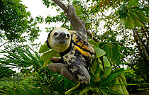 Biosphoto | 2626491 | Pale-throated sloth 