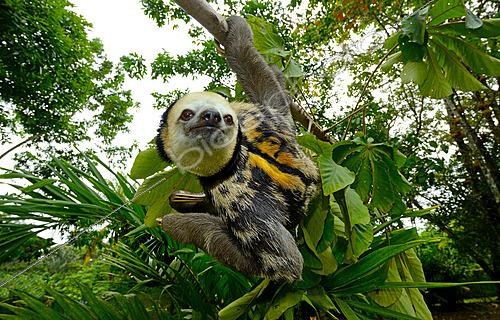 Biosphoto | 2626491 | Pale-throated sloth  Aï  (Bradypus tridactylus), French Guiana | &copy; Daniel Heuclin / Biosphoto