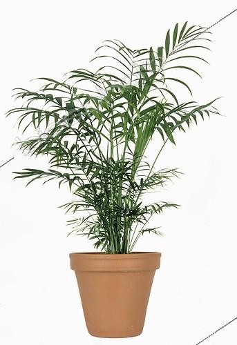 Biosphoto | 71380 | Palm tree out of pot | &copy; Claudius Thiriet / Biosphoto
