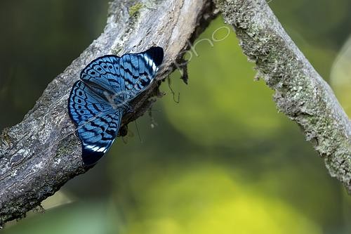 Biosphoto | 2578944 | Panacea (Panacea bleuzeni) on a branch, French Guiana | &copy; Nicolas Defaux / Biosphoto