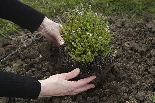 Biosphoto | 716800 | Pantation of a thyme in clayish soil | &copy; NouN / Biosphoto