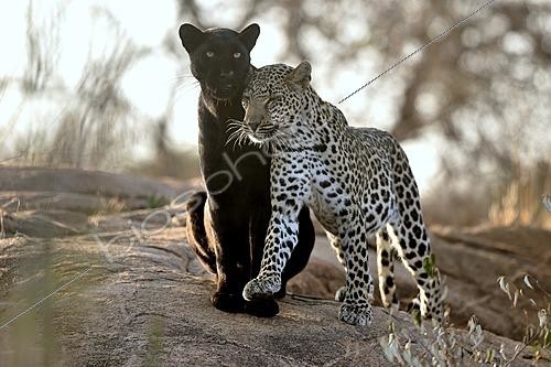 Biosphoto | 2625981 | Panthère noire (Panthera pardus) - léopard mélanique et son jeune dans le bush, région de Laikipia, Kenya | &copy; Pierre Vernay / Biosphoto