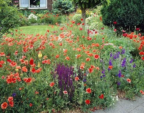 Biosphoto | 1088380 | Papaver rhoeas | &copy; Visions Botanical / Visions Pictures / Biosphoto