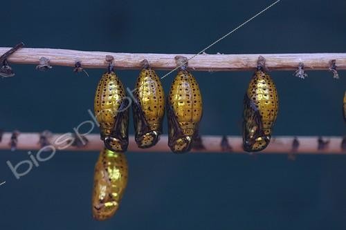 Biosphoto | 1535277 | Paper Kites chrysalis Yvelines France  | &copy; André Pascal / Biosphoto