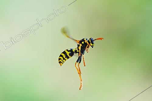 Biosphoto | 2621158 | Paper wasp (Polistes sp) pollinator foraging in flight in the garden, Bouxières-aux-Dames, Lorraine, France. | &copy; Stéphane Vitzthum / Biosphoto