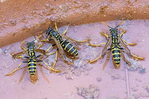 Biosphoto | 2597987 | Paper wasps (Polistes dominula) drinking from a terracotta saucer pot, Alpes-de-Haute-Provence, France | &copy; Marie Aymerez / Biosphoto