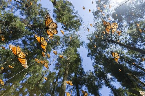 Biosphoto | 2134496 | Papillon monarque (Danaus plexippus), en hivernage de novembre à mars dans des forêts de Pin oyamel (Abies religiosa), Sierra Chincua, Reserva de la Biosfera Mariposa Monarca, Angangueo, état de Michoacan, Mexique | &copy; Sylvain Cordier / Biosphoto