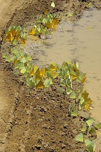 Biosphoto | 61882 | Papillons verts et jaunes buvant sur le bord d'une mare  ; Pantanal Brésil | &copy; Alain Mafart-Renodier / Biosphoto
