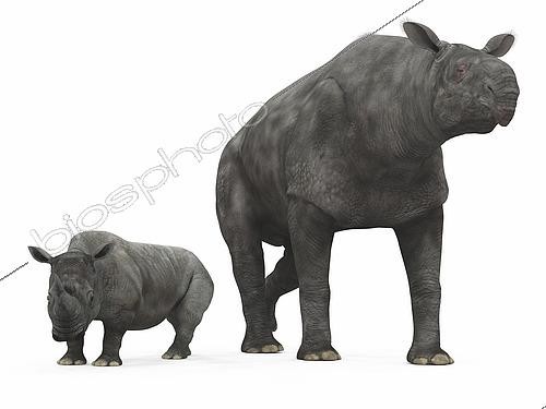 Biosphoto | 2479084 | Paraceratherium comparé à un Rhinocéros blanc (Ceratotherium simum) | &copy; Walter Myers / Stocktrek Images / Biosphoto