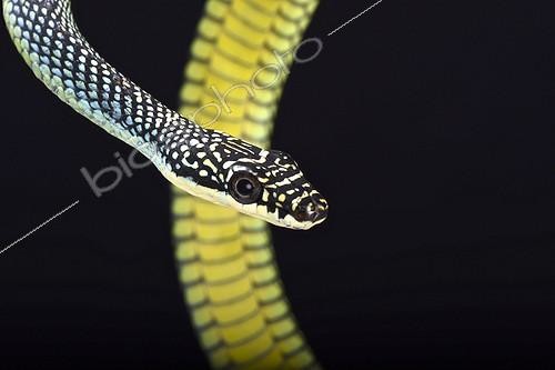 Biosphoto | 2063887 | Paradise flying snake (Chrysopelea paradisi), Malaysia | &copy; Matthijs Kuijpers / Biosphoto