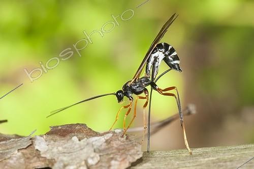 Biosphoto | 1903898 | Parasitoid wasp on Pine trunk in forest Lorraine France | &copy; Stéphane Vitzthum / Biosphoto