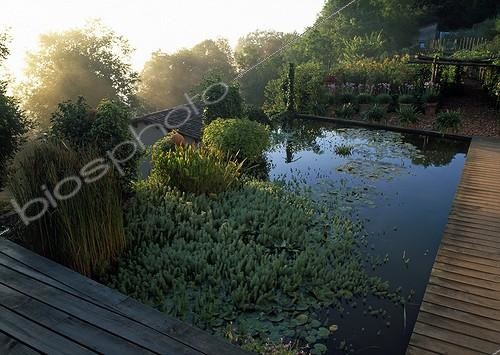 Biosphoto | 997345 | Parrot Feather watermilfoil and cattails in the Water Garden ; Design: A. Maurières and E. Ossart  | &copy; Gilles Le Scanff & Joëlle-Caroline Mayer / Biosphoto
