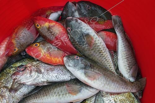 Biosphoto | 2609477 | Parrot fish (Sparisoma cretense) recently brought to the Port of Garachico. Fishing sector. Professional and traditional fishing. San Roque and Isla Baja de Garachico Fishermen's Guild, Tenerife, Canary Islands. | &copy; Sergio Hanquet / Biosphoto