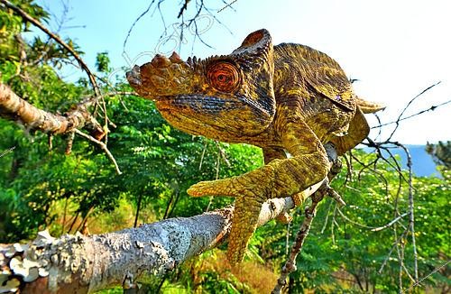 Biosphoto | 2548662 | Parson's Chameleon (Calumma parsonii), male on a branch, North and East Madagascar. | &copy; Daniel Heuclin / Biosphoto