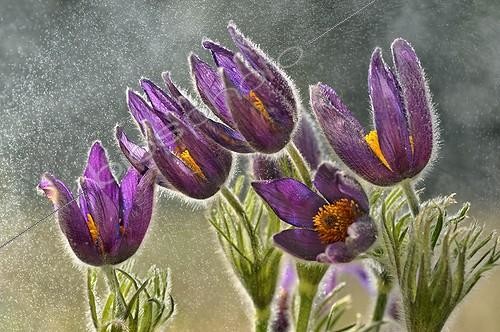Biosphoto | 1134617 | Pasque flower in the rain France | &copy; Michel Poinsignon / Biosphoto