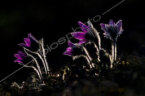 Biosphoto | 2078574 | Pasque flower (Pulsatila vulgaris) backlight, Ardenne, Belgium | &copy; Philippe Moës / Biosphoto