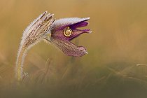 Biosphoto | 2101024 | Pasque flower (Pulsatila vulgaris) flower and snail, France | &copy; Olivier Gutfreund / Biosphoto