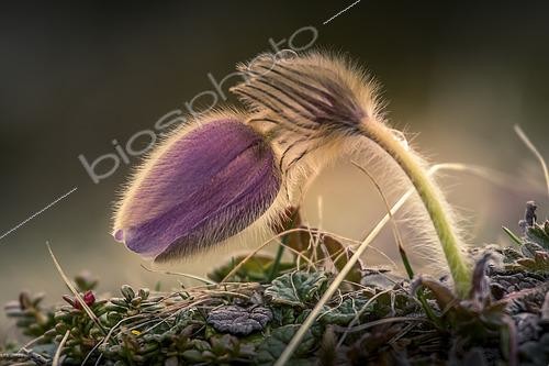Biosphoto | 2608301 | Pasque flower (Pulsatilla vulgaris), flower, Vanoise National Park, Alps, France | &copy; Christian Cabron / Biosphoto