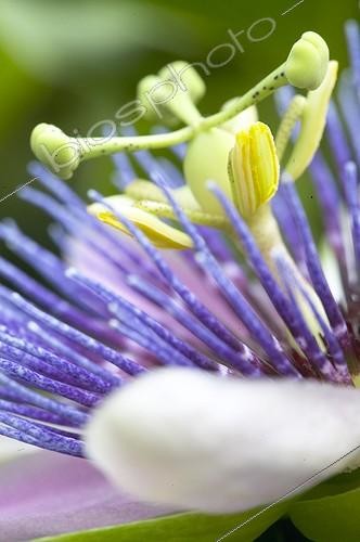 Biosphoto | 415584 | Passiflora belotii | &copy; Visions Pictures / Biosphoto