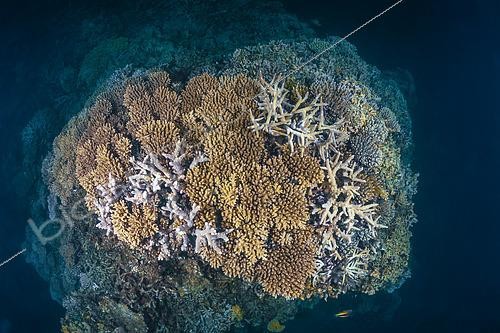 Biosphoto | 2619332 | Patate de corail en bonne santé sur le spot du tombant de Saziley au sud de Mayotte. | &copy; Gabriel Barathieu / Biosphoto