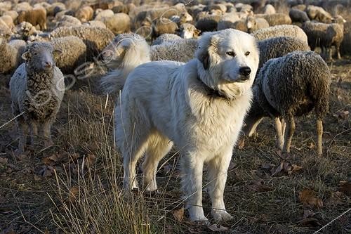 Biosphoto | 960123 | Patou surveillant des Moutons 'Mérinos d'Arles' Provence | &copy; Michel Gunther / Biosphoto