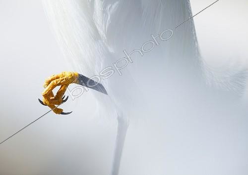 Biosphoto | 1893874 | Paw Snowy Egret Everglades Florida USA | &copy; Juan-Carlos Muñoz / Biosphoto