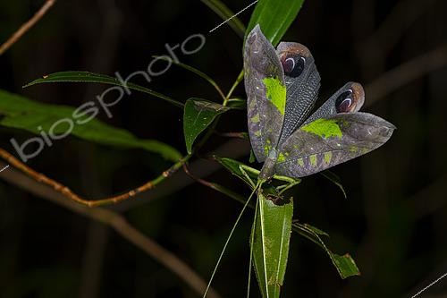 Biosphoto | 2564678 | Peacock katydid (Pterochroza ocellata) in defensive posture, Kourou, French Guiana | &copy; Vincent Premel / Biosphoto