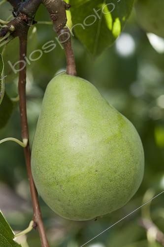 Biosphoto | 2125739 | Pear 'Beurré Alexandre Lucas' in an orchard | &copy; Alexandre Petzold / Biosphoto