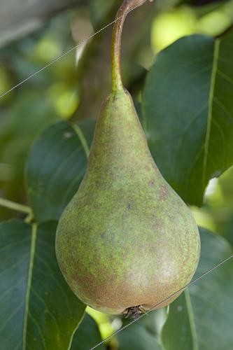 Biosphoto | 2125734 | Pear 'Beurré Bosc' in an orchard | &copy; Alexandre Petzold / Biosphoto