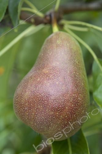 Biosphoto | 2125718 | Pear 'Harrow Sweet' in an orchard | &copy; Alexandre Petzold / Biosphoto
