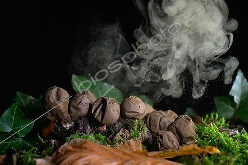 Biosphoto | 2612938 | Pear-shaped puffball (Apioperdon pyriformis), spores liberation, Lorraine, France | &copy; Régis Cavignaux / Biosphoto