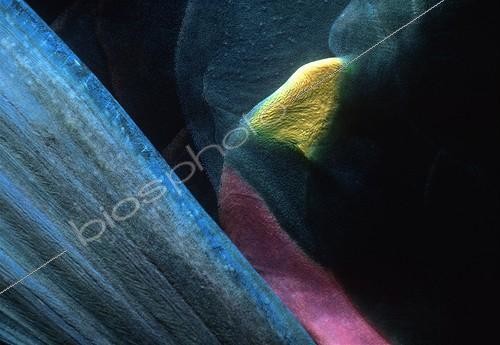 Biosphoto | 1438621 | Pectoral fin of  Stoplight Parrotfish Bahamas Caribbean Sea | &copy; Jeffrey Rotman / Biosphoto