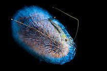 Biosphoto | 2397174 | Pelagic Shrimp (Funchalia villosa) drifting on a Pyrosome off the Tahiti Reef at night, French Polynesia | &copy; Fabien Michenet / Biosphoto
