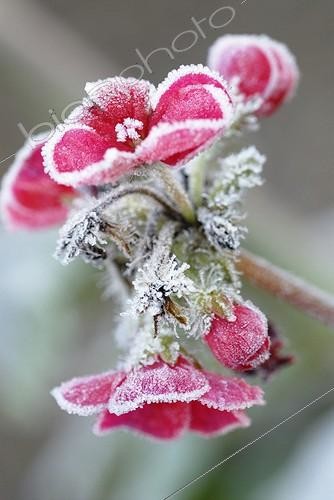 Biosphoto | 939145 | Pelargonium | &copy; Sue Kennedy / Flowerphotos / Biosphoto