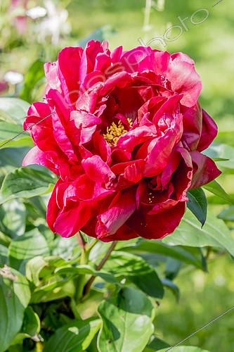 Biosphoto | 2146019 | Peony 'Chippewa' in bloom in a garden | &copy; Alain Kubacsi / Biosphoto
