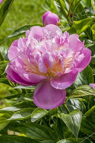 Biosphoto | 2146050 | Peony 'Gay Paree' in bloom in a garden | &copy; Alain Kubacsi / Biosphoto