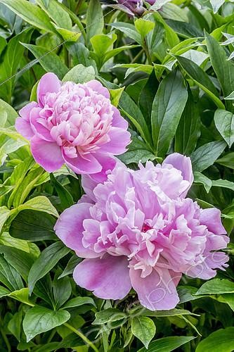 Biosphoto | 2146031 | Peony 'Mme Furtado' in bloom in a garden | &copy; Alain Kubacsi / Biosphoto