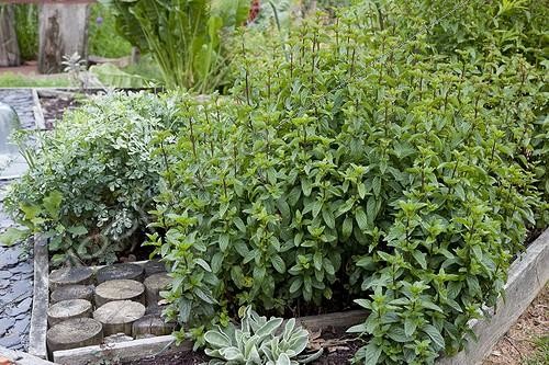 Biosphoto | 1646084 | Peppermint in an organic kitchen garden | &copy; NouN / Biosphoto